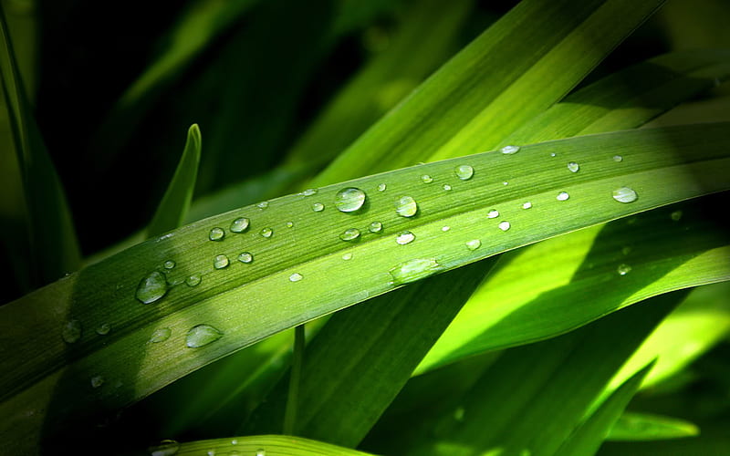 wet leave, nature, green, force, plants, HD wallpaper