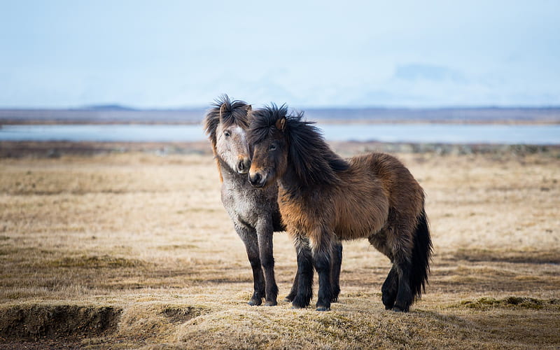Icelandic Horse, wildlife, horses, Iceland, HD wallpaper