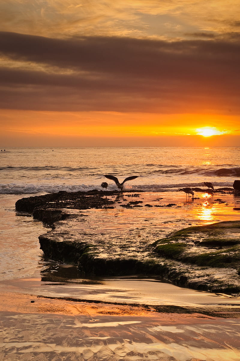 sea, sunset, coast, seagulls, birds, waves, HD phone wallpaper