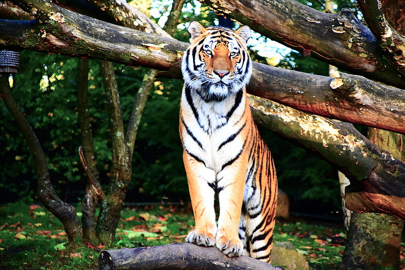 brown tiger standing near tree branch, HD wallpaper