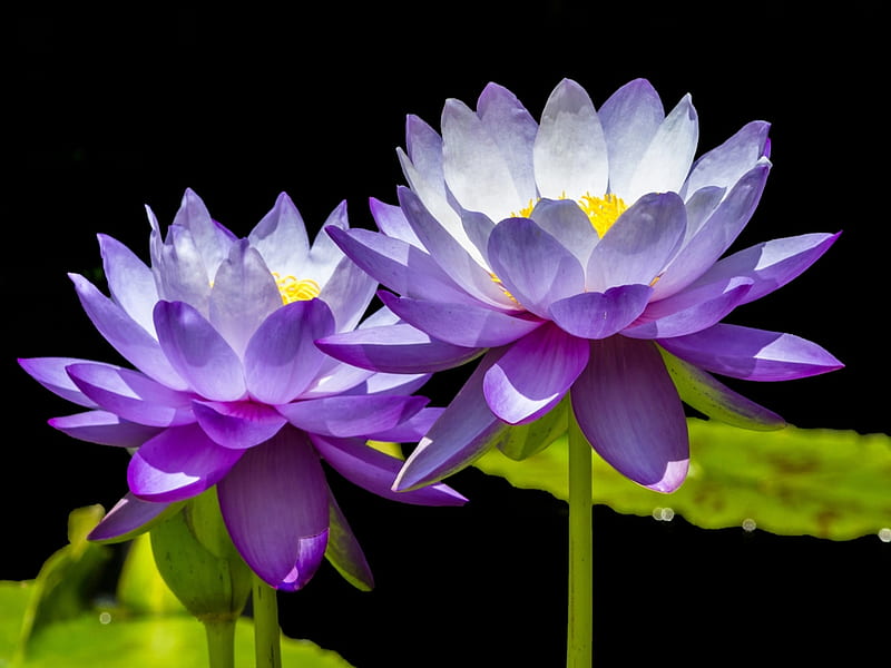 Water lilies, Purple, Lotus, Flowers, Blooming, HD wallpaper | Peakpx