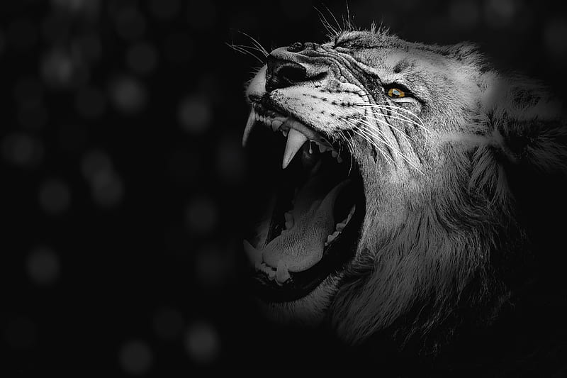 lion, grin, bw, canines, predator, king of beasts, HD wallpaper