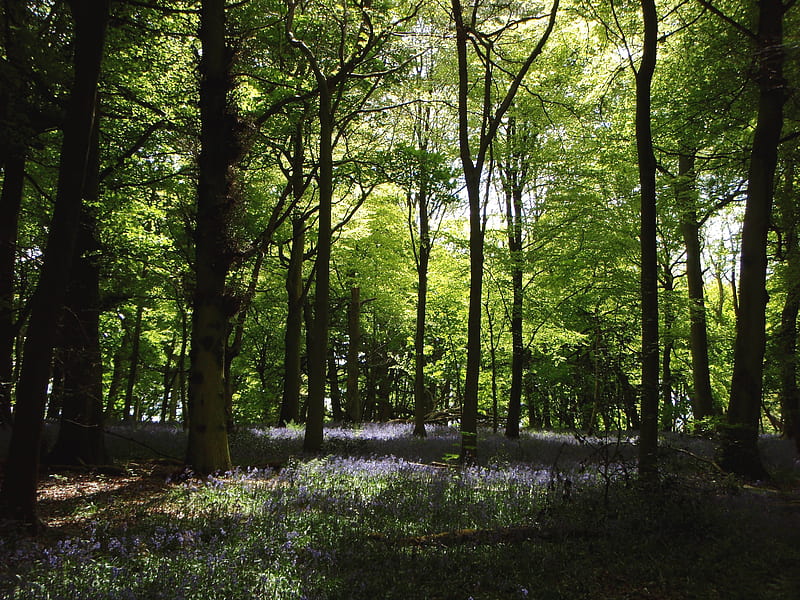 Cool Wood, shade, flowers, sunshine, oxfordshire, bluebells, HD wallpaper