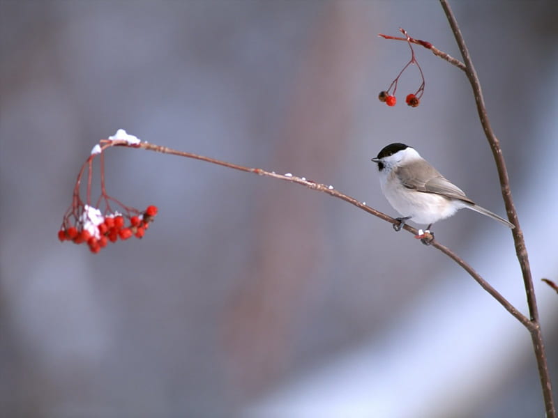 Small Winter Bird, limb, gray, black, trees, winter, cold, bird, snow, berries, day, white, feathers, animals, HD wallpaper