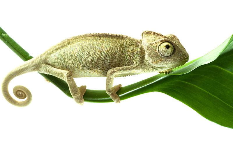 chameleon, lizards, close-up, wildlife, Chamaeleonidae, HD wallpaper