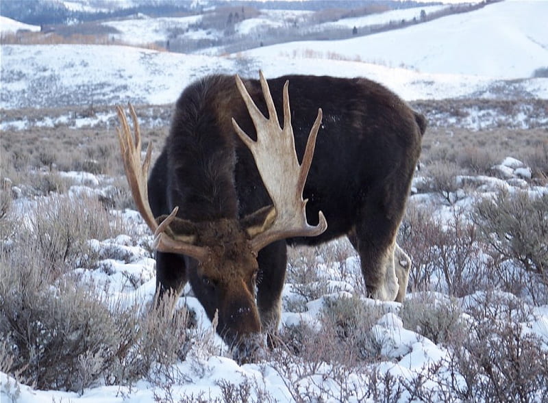 bull moose, feeding, snow, HD wallpaper