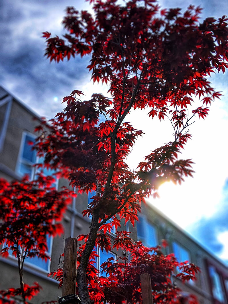low-angle of red leafy tree, HD phone wallpaper