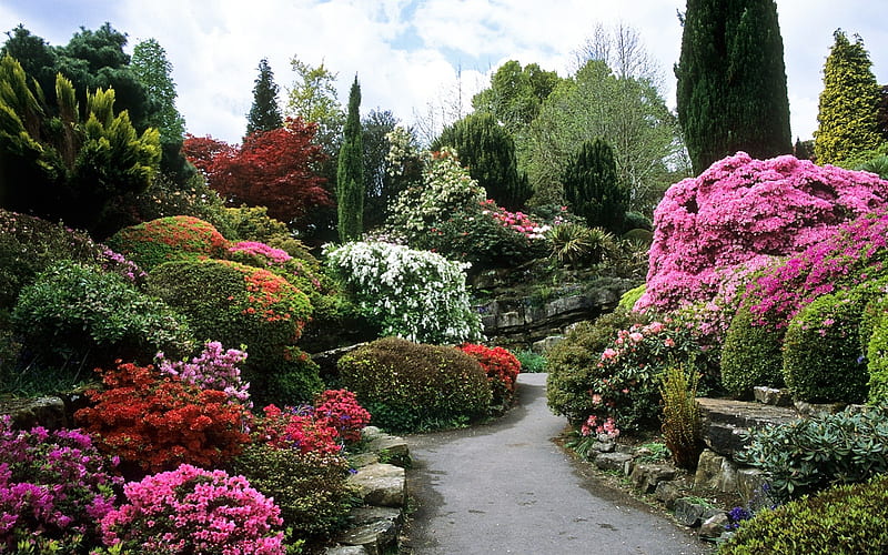 Jardín de rocas, azaleas, jardín, flores, roca, Fondo de pantalla HD |  Peakpx