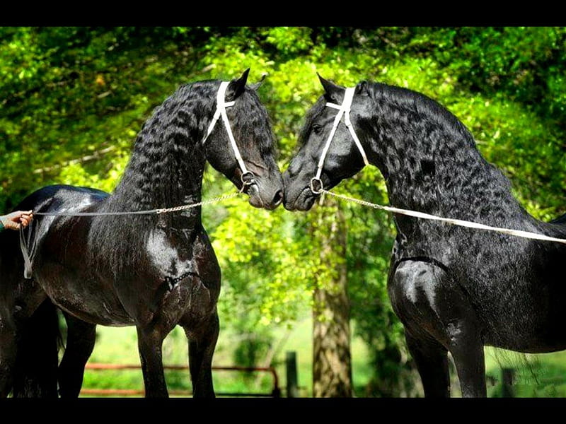 Caballos frisones, frisón, negro, belleza, caballo, animal, Fondo de  pantalla HD | Peakpx