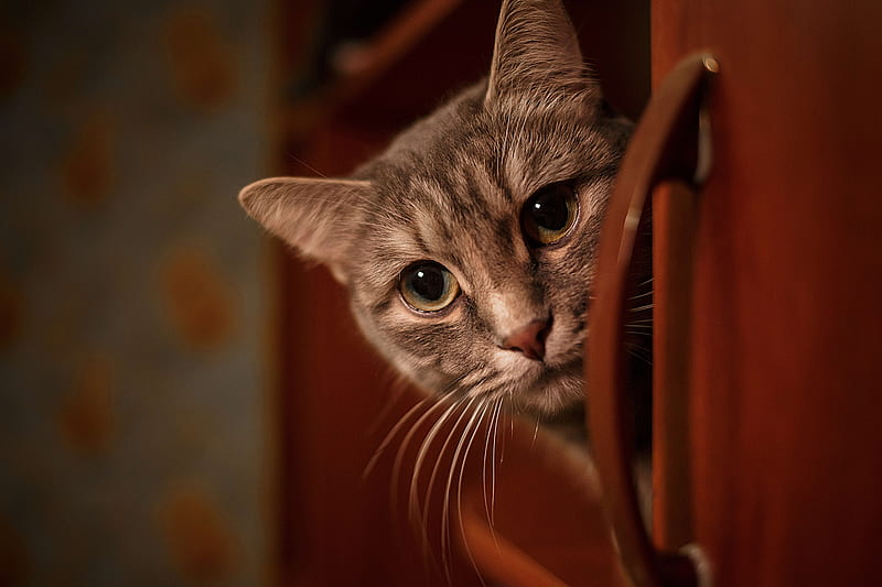 Cat, red, face, brown, pisici, HD wallpaper | Peakpx