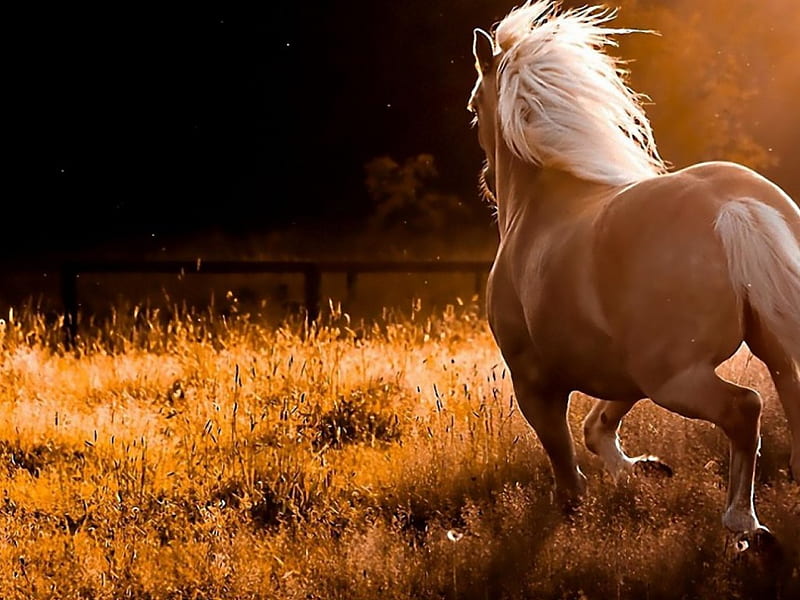 Run out, hair, blow, wind, golden, white, run, horses, HD wallpaper