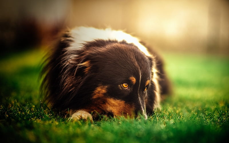 Lazy Day, collie, cute, animals, dogs, HD wallpaper