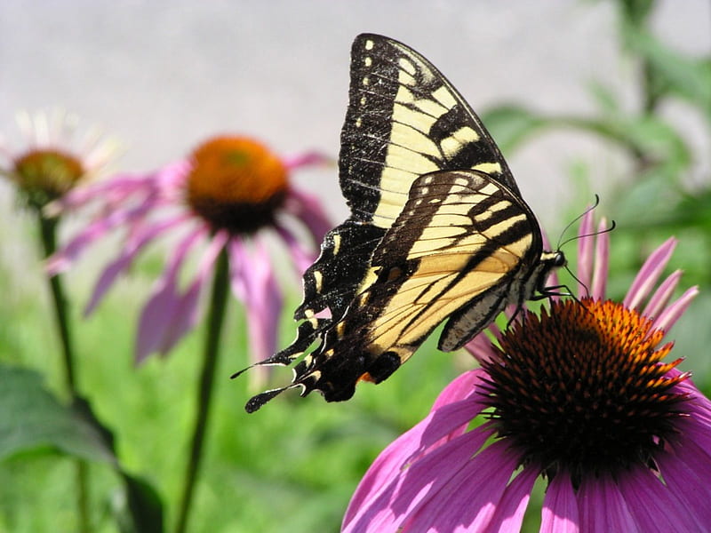 Swallowtail On Coneflower, spring, butterfly, HD wallpaper
