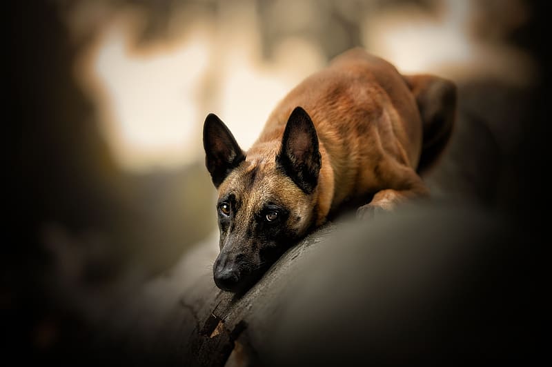 Dogs, Dog, Animal, Belgian Malinois, HD wallpaper
