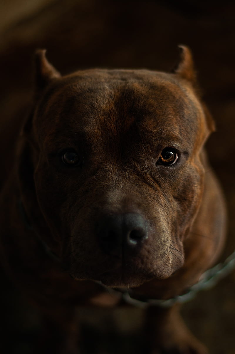 Cody American Bully, cute, dog, pit, pitbull, HD phone wallpaper