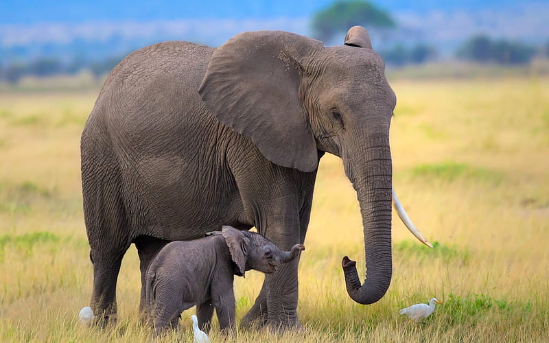baby elephant, elephants, Africa, wildlife, field, HD wallpaper