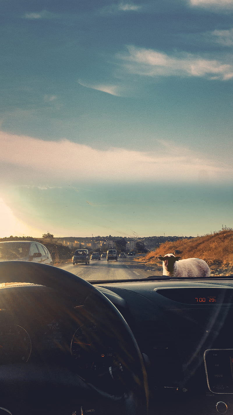 Lonely Sheep, chill, cloudy, inside car, mountain, nature, road, rurale, sunset, HD phone wallpaper