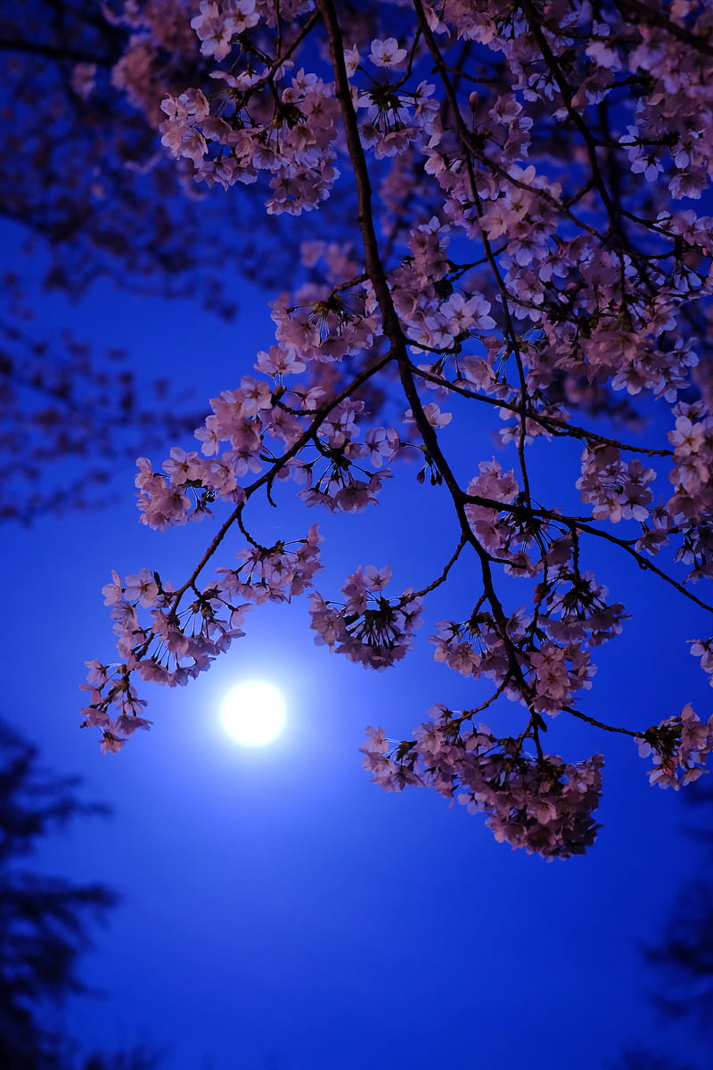 moon, flowers, bloom, HD phone wallpaper