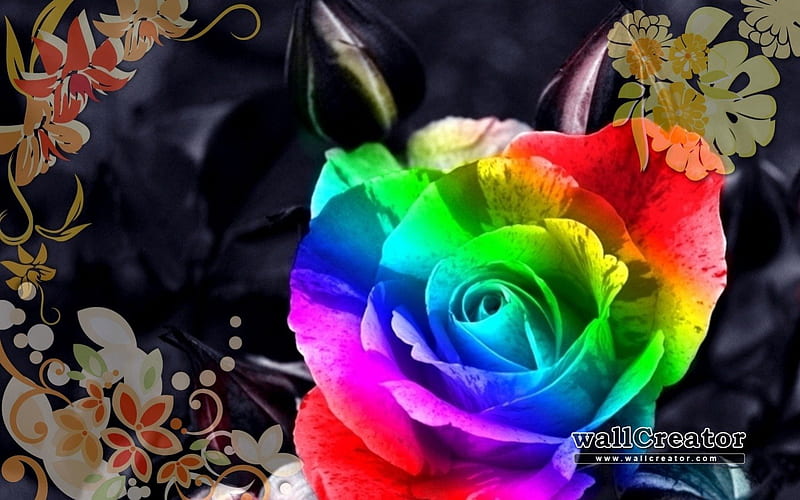 A Rainbow of Roses, rainbows, flowers, roses, wallcreator, HD wallpaper