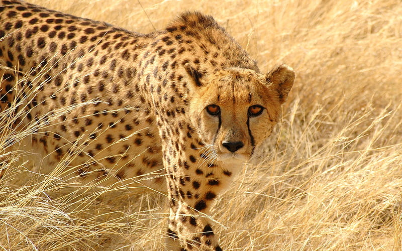 Cheetah grass hunt look attentive-Animal, HD wallpaper