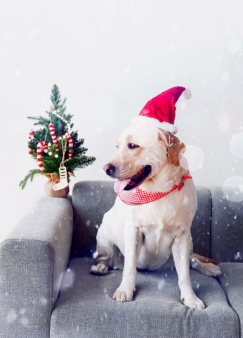 Christmas Dog, animal, cute, holiday, holidays, labrador, snowing, xmas, HD phone wallpaper