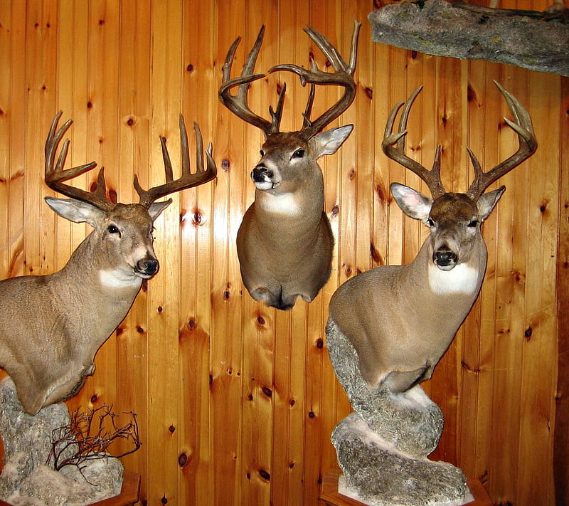 Trophies, deer, guns, hunting, nature, trophy, wilderness, HD wallpaper