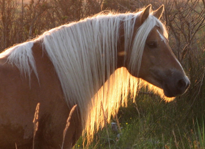 Horse in the Sunset, haflinger, animals, horses, austrian horse, HD wallpaper