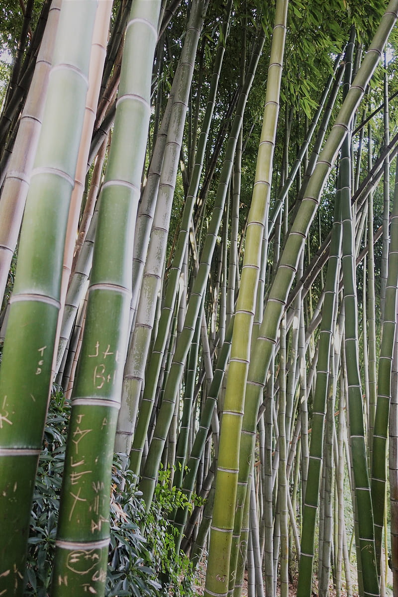 Bamboo Forrest, bamboo, green, japan, nature, trees, HD phone wallpaper