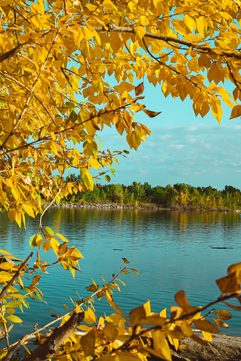 branches, lake, autumn, trees, HD phone wallpaper