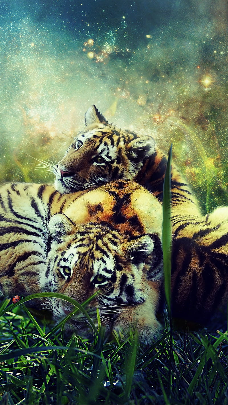 Tiger Cubs , wildlife, hop, tigers, wild, animal, HD phone wallpaper