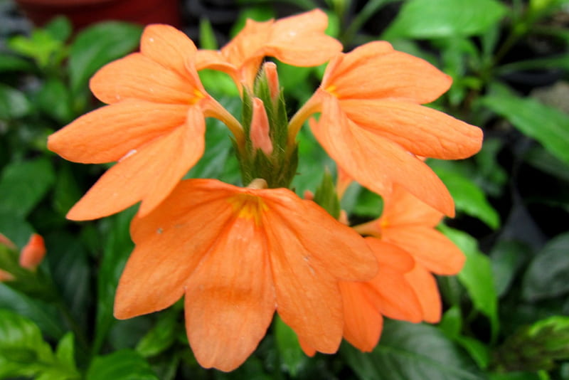 Firecracker flower, bright, lovely, orange, HD wallpaper