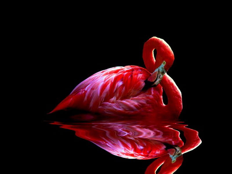 Flamingo reflection, bird, flamingo, pink feathers, reflection, red feathers, HD wallpaper