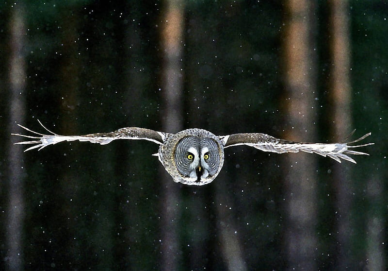 Great gray owl, forest, snow, flying, dom, nature, trees, winter, HD wallpaper