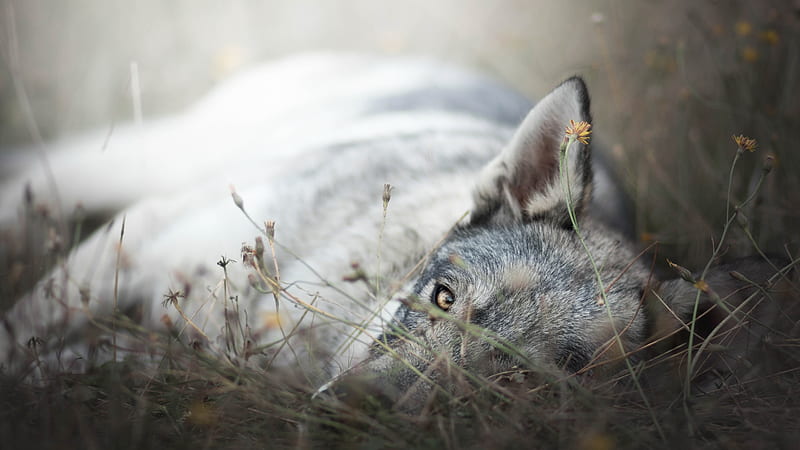 Animal Wolf Is Lying Down On A Greenfield Animals, HD wallpaper