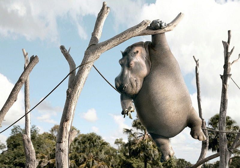Hippo, Funny, Landscape, Animals, HD wallpaper