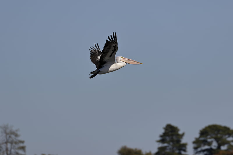 pelican, bird, flight, sky, beak, HD wallpaper