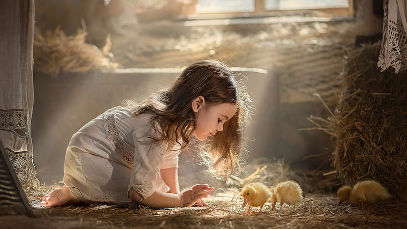 Little Cute Girl Is Playing With Little Chickens Wearing White Dress In Sunbeam Background Cute, HD wallpaper