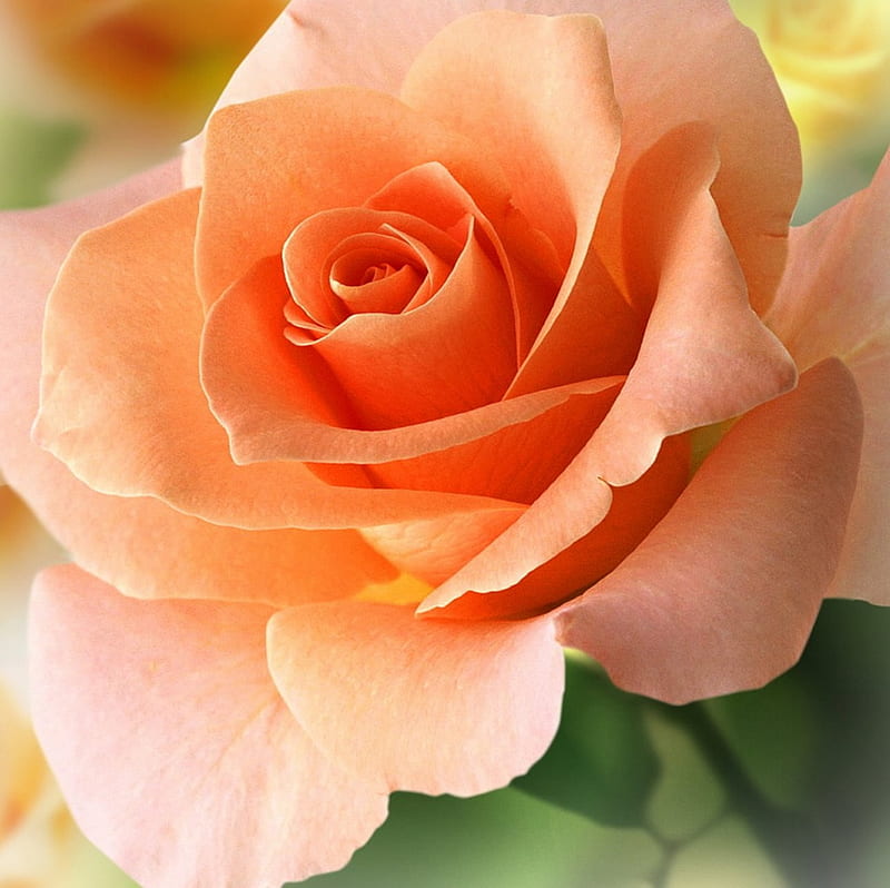 Rosa melocotón, rosas melocotón, color melocotón, flores, naturaleza,  melocotón, Fondo de pantalla HD | Peakpx