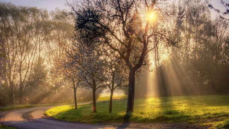 sunny good morning, grass, sunlight, morning, road, trees, HD wallpaper