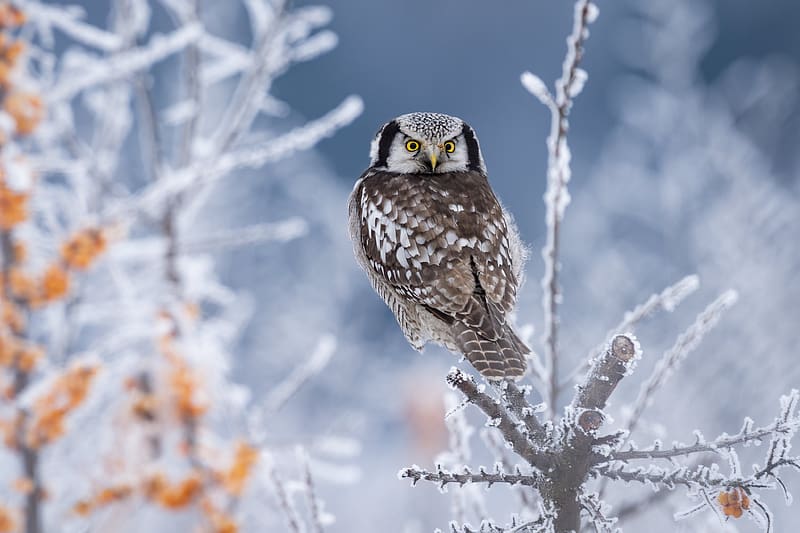Boreal Owl, animal, bird, owl, boreal, HD wallpaper