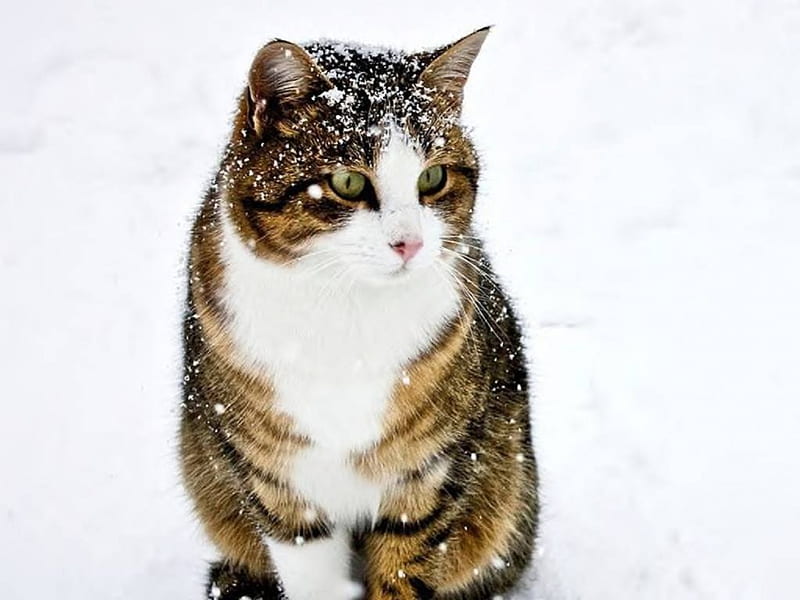 Cat In Snow Flurries, cat, snow, winter, animal, HD wallpaper