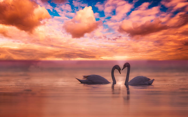 pair of swans, sunset, love concepts, white birds, swans on lake, swans, HD wallpaper