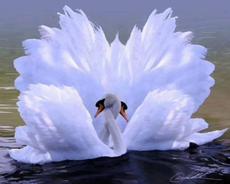 Swan Love, two, love, necks, white, swan, feathers, HD wallpaper | Peakpx