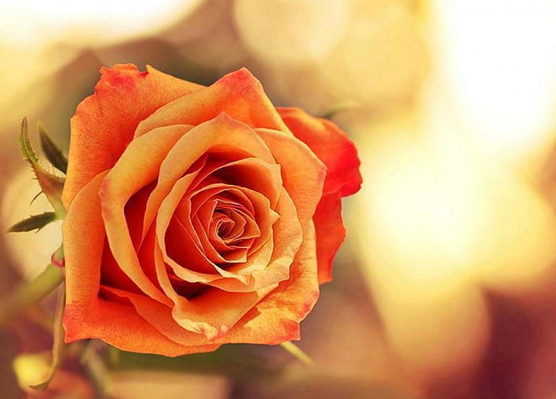 Orange Roses, orange, colors, bonito, Roses, light, HD wallpaper