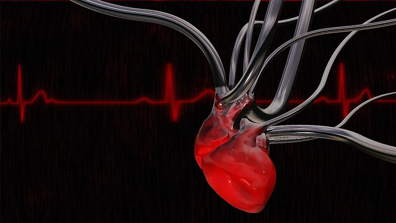 Anatomy, Human Heart, HD wallpaper | Peakpx