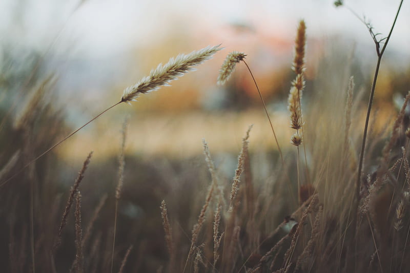 shallow focus graphy of brown dried grass, HD wallpaper