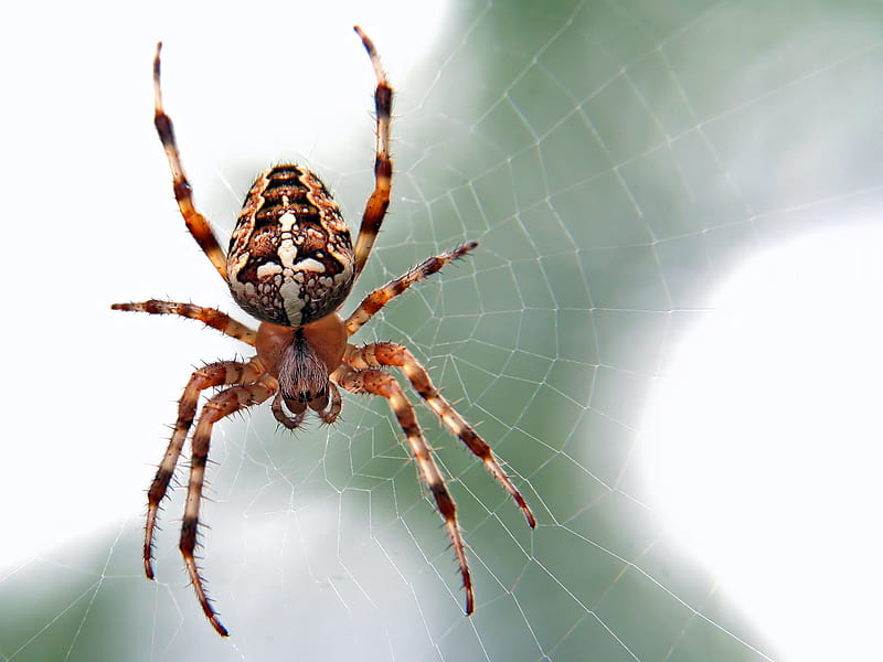 brown and black spider close-up graphy, HD wallpaper