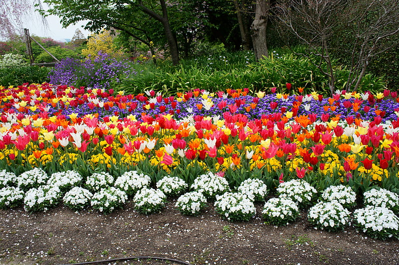 Tulip, Red, Orange, White, Churippu, Tulips, 3840x2160, Pink, Chinese Red, Tulipa gesneriana, Flowers, Flower, HD wallpaper