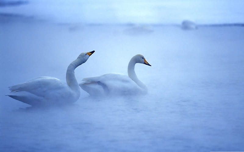white swan-birds, HD wallpaper