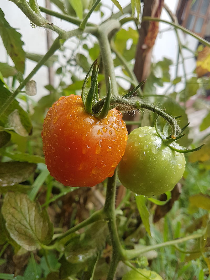Tomato, farming, fruit, gardening, green, plant, red, vegetable, HD phone wallpaper
